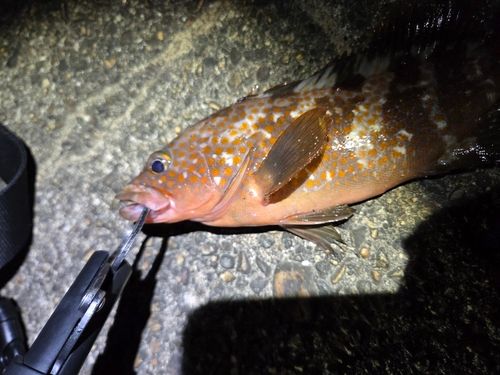 キジハタの釣果