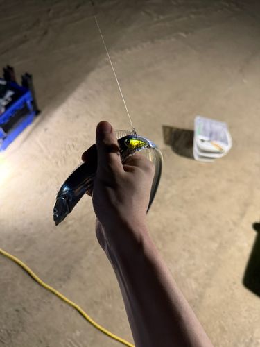 タチウオの釣果