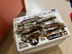 スルメイカの釣果