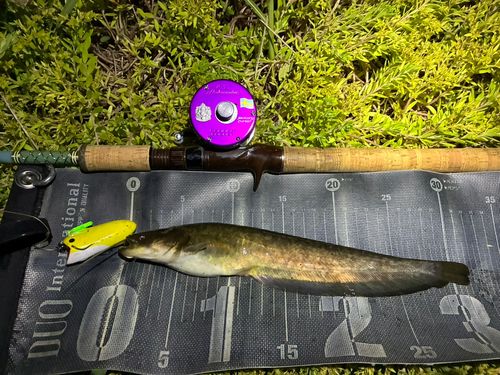 ナマズの釣果