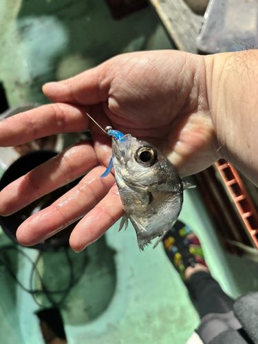 ハタンポの釣果
