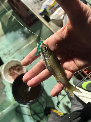静岡県で釣れたライギョの釣り・釣果情報 - アングラーズ | 釣果600万