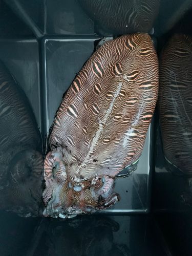 カミナリイカの釣果