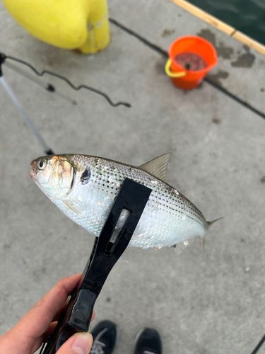 コノシロの釣果
