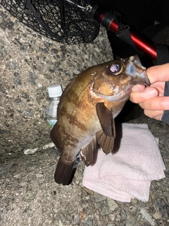 メバルの釣果