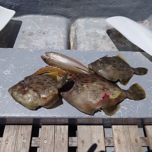 カワハギの釣果