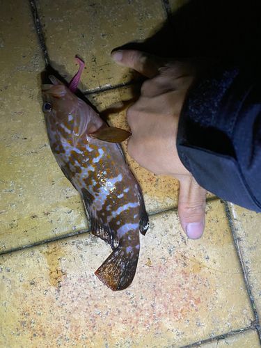 アコウの釣果
