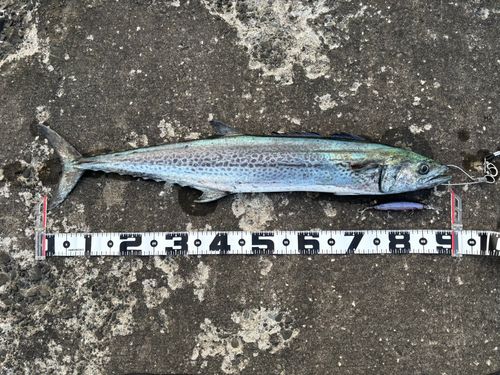 サワラの釣果