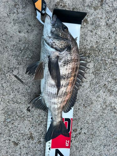 クロダイの釣果
