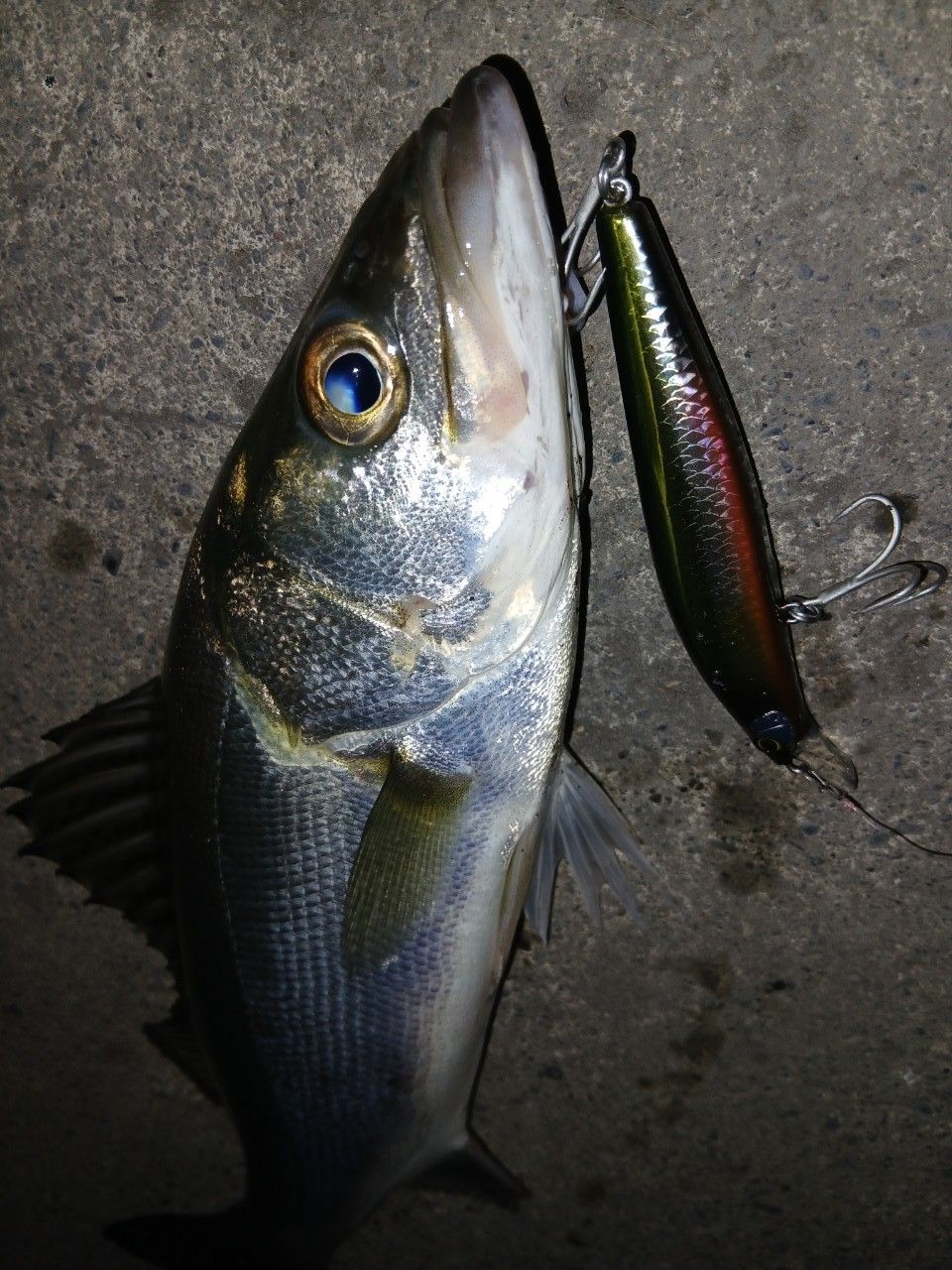 SHIMANO 20ルナミス S76MLの最安値・インプレ・釣果 | 本音の口コミが