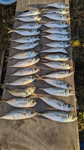 アジの釣果