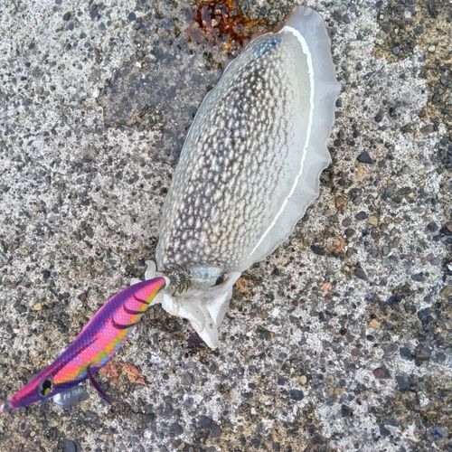 シリヤケイカの釣果