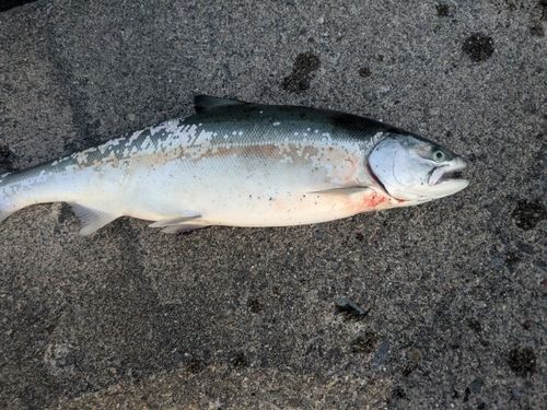 サクラマスの釣果