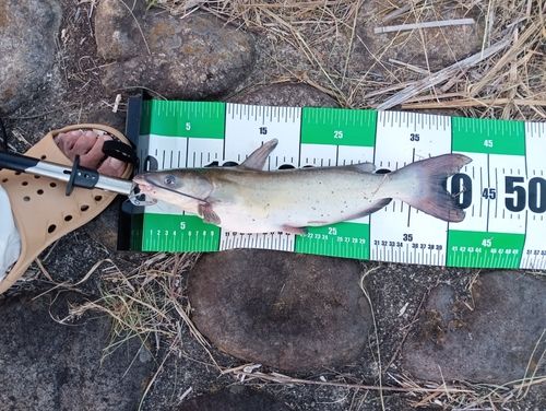アメリカナマズの釣果