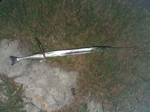ダツの釣果