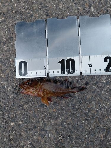 ガシラの釣果
