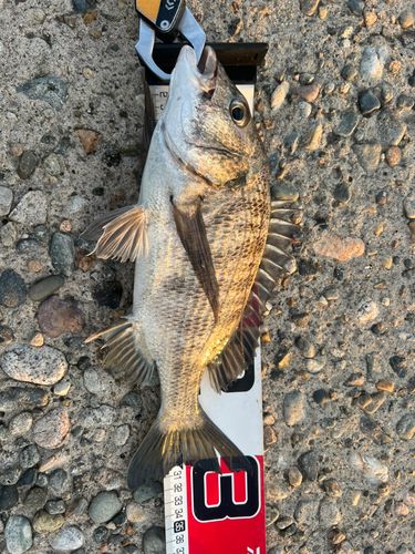 クロダイの釣果
