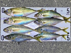 マアジの釣果
