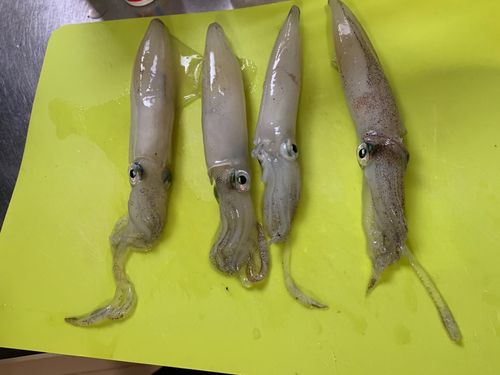 マメイカの釣果