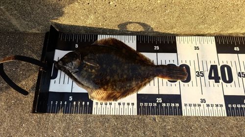 カレイの釣果