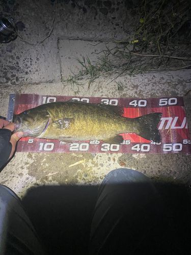 スモールマウスバスの釣果