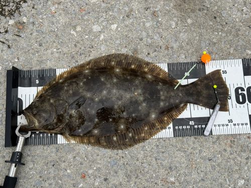 ヒラメの釣果