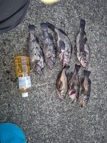 釣果