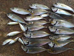 マアジの釣果
