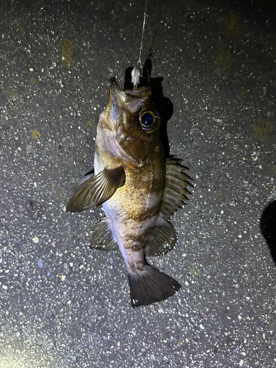 DAIWA 23シーバスフラット X 96Mの最安値・インプレ・釣果 | 本音の