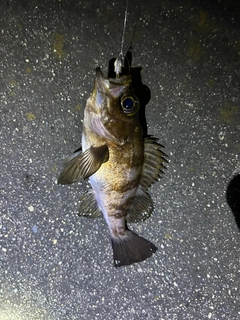 メバルの釣果