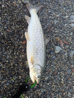 アメマスの釣果