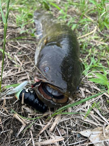 ナマズの釣果