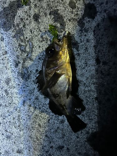 メバルの釣果