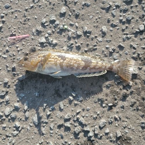 アイナメの釣果