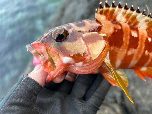 アカハタの釣果