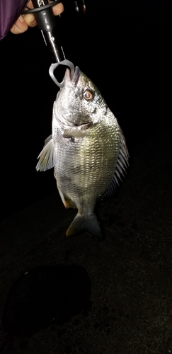 キビレの釣果