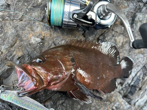 ヤミハタの釣果