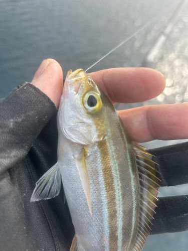 イサキの釣果