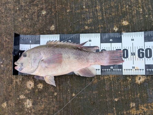 コブダイの釣果