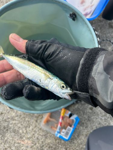 マサバの釣果