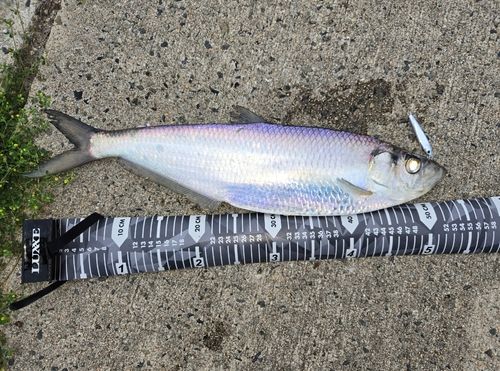 釣果