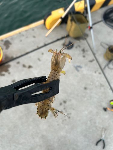 シャコの釣果
