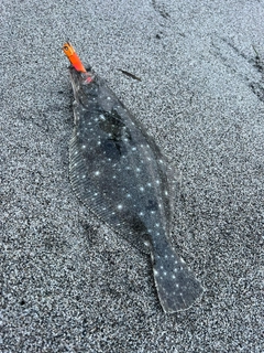 ソゲの釣果