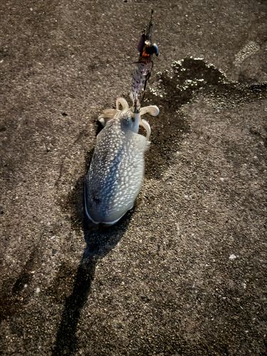 シリヤケイカの釣果
