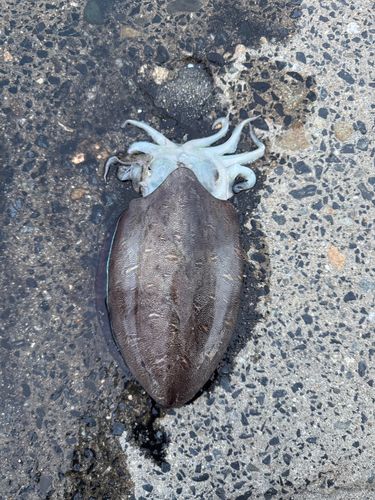 モンゴウイカの釣果
