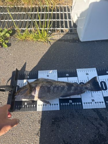アイナメの釣果
