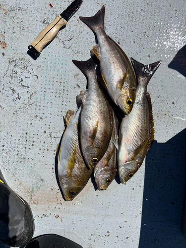 イサキの釣果