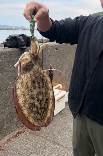 コウイカの釣果