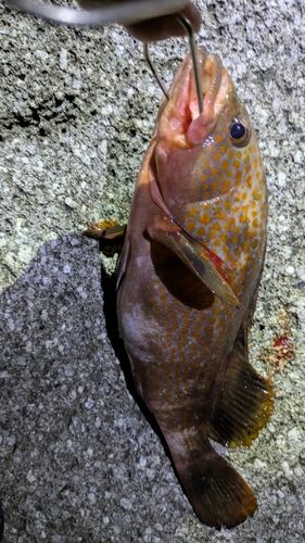 キジハタの釣果