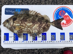 アイゴの釣果